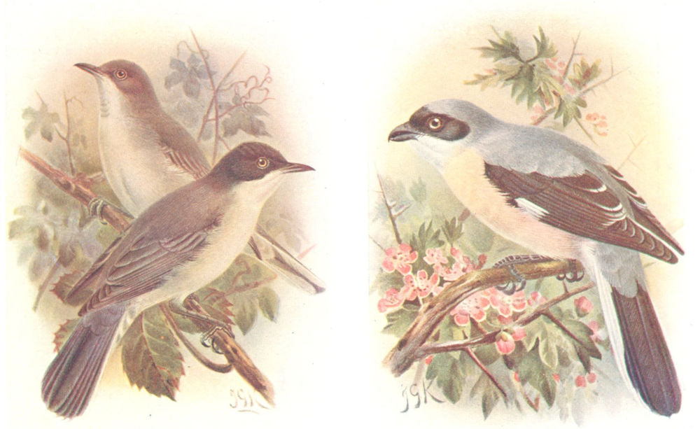 BRITISH BIRDS. Orphean Warbler; Lesser Grey Shrike. THORBURN 1925 old print